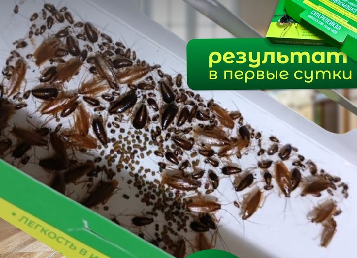 Ловушки для клопов — быстро, просто, эффективно