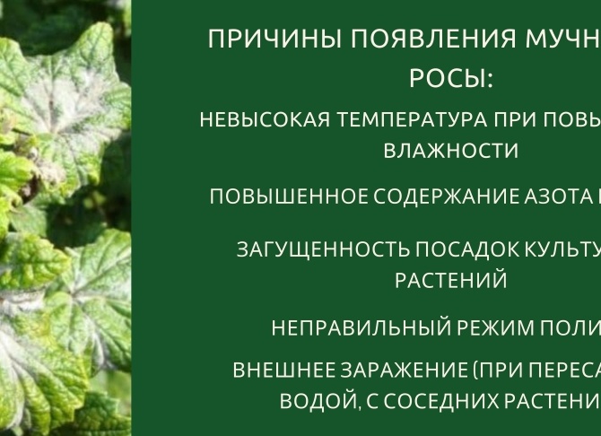 Как избавиться от мучнистой росы на флоксах