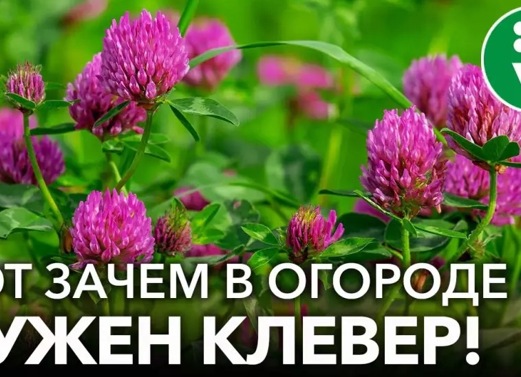 Клевер как сидерат — плюсы и минусы. Клевер как сидерат плюсы и минусы.