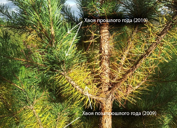Пожелтения хвои у сосны: причины и лечение. У сосны желтеют иголки что делать.