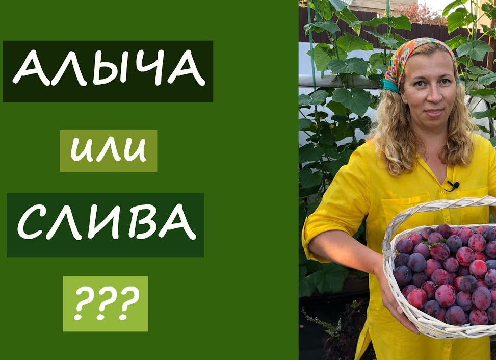 Чем отличается алыча от сливы. Чем отличается алыча от сливы.