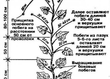 Как правильно прищипывать огурцы