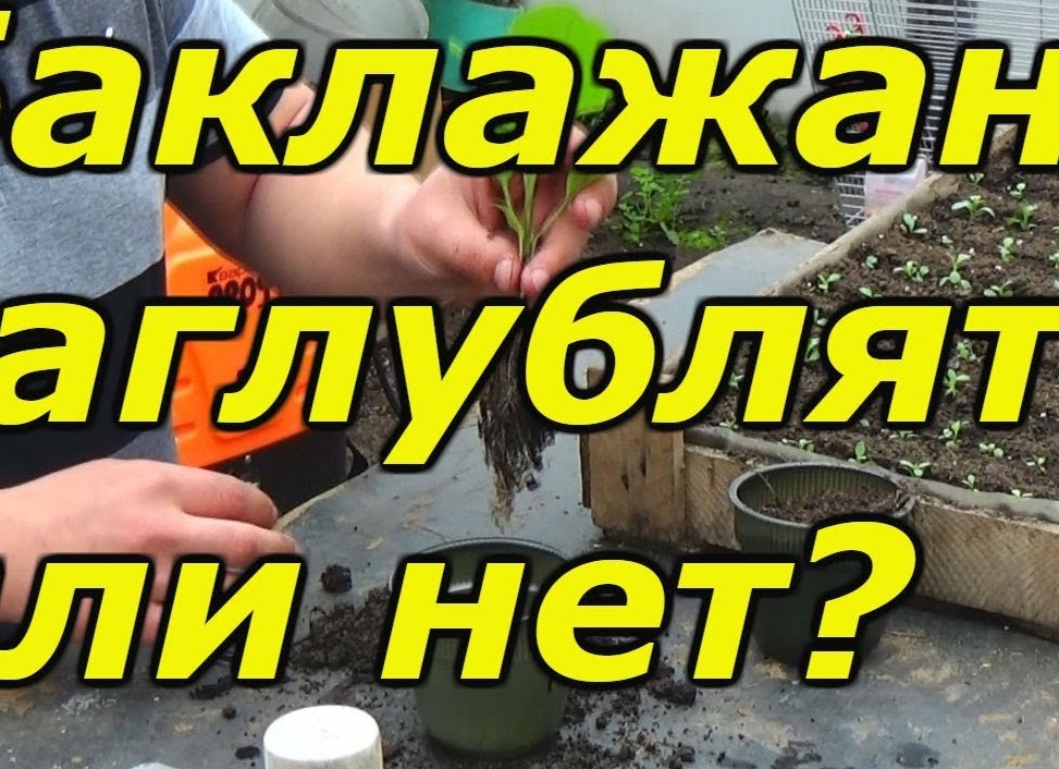 Можно ли рассаду баклажан заглублять при пересадке. На какую глубину сажать баклажаны.