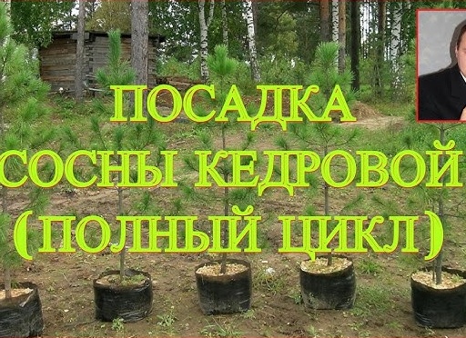 Все о посадке кедра. Кедр как сажать и ухаживать.
