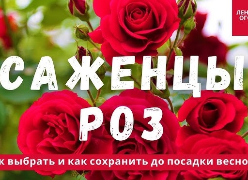 Как сохранить розы до посадки весной и не потерять ни одного корня