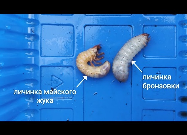В чем видимые отличия личинок майского жука и медведки. Как выглядит личинка медведки.