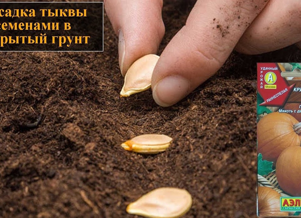 Сорта тыквы для открытого грунта: фото, описание, отзывы. Какие сорта тыквы подходят для сока.