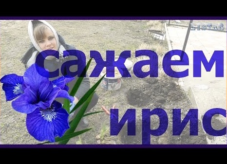 Посадка ирисов. Когда сажать ирисы в открытый грунт.