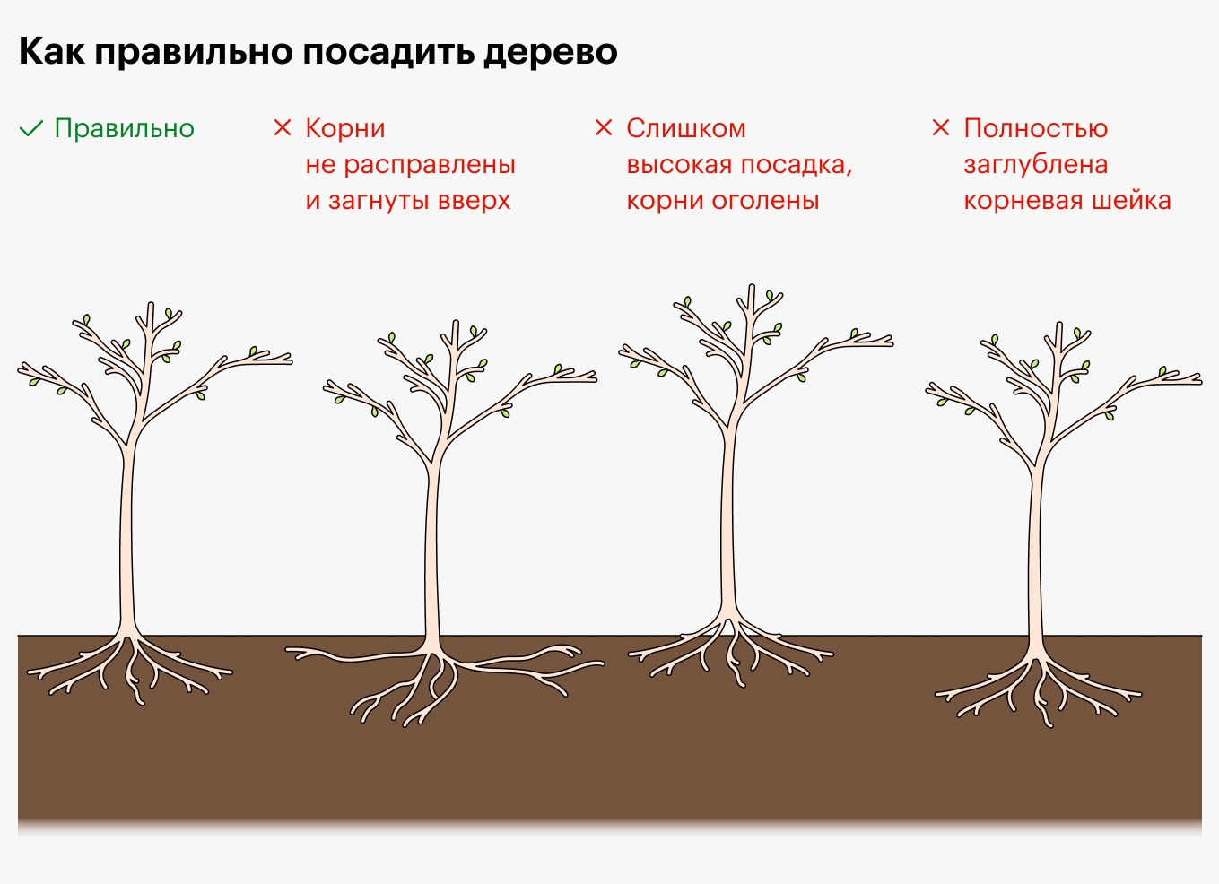 Как посадить яблоню. Как правильно посадить яблоню.