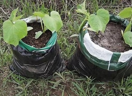 Выращиваем огурцы в мешках: чем удобен этот способ