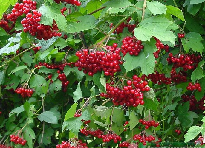 Кустарник калина
