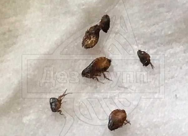 Подвальные блохи