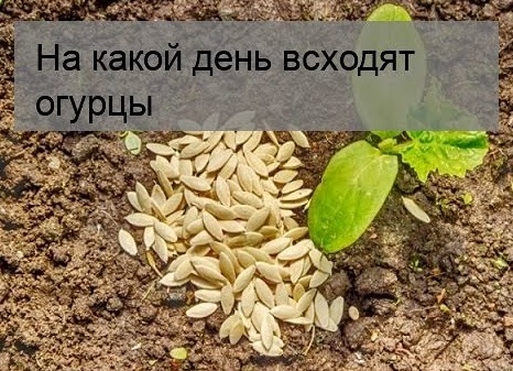 Через сколько дней всходят огурцы после посева. Сколько всходят огурцы из семян.