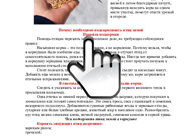 Можно ли или нет кормить уток хлебом, какой разрешен, а какой нельзя давать. Почему нельзя кормить уток хлебом.