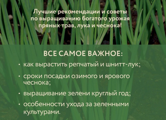 Все о чесноке: посадка, уход, хранение и лучшие сорта
