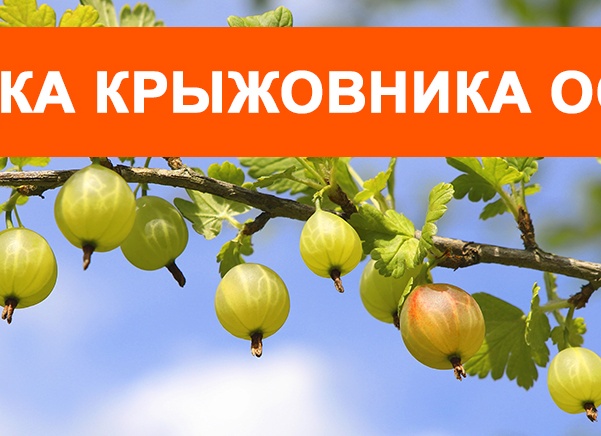 Нюансы посадки крыжовника весной в открытый грунт