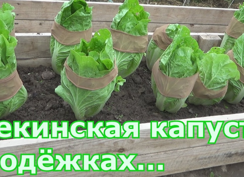 Как вырастить пекинскую капусту: от посева семян до уборки урожая