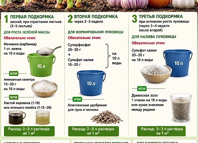 Две обязательные подкормки озимого чеснока: чтобы урожай радовал