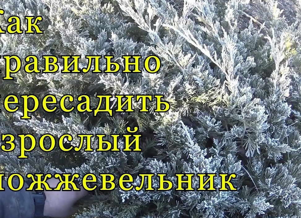 Как пересадить можжевельник. Как пересадить можжевельник на другое место.