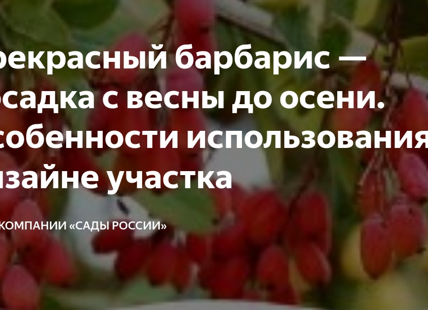 Прекрасный барбарис — посадка с весны до осени. Особенности использования в дизайне участка