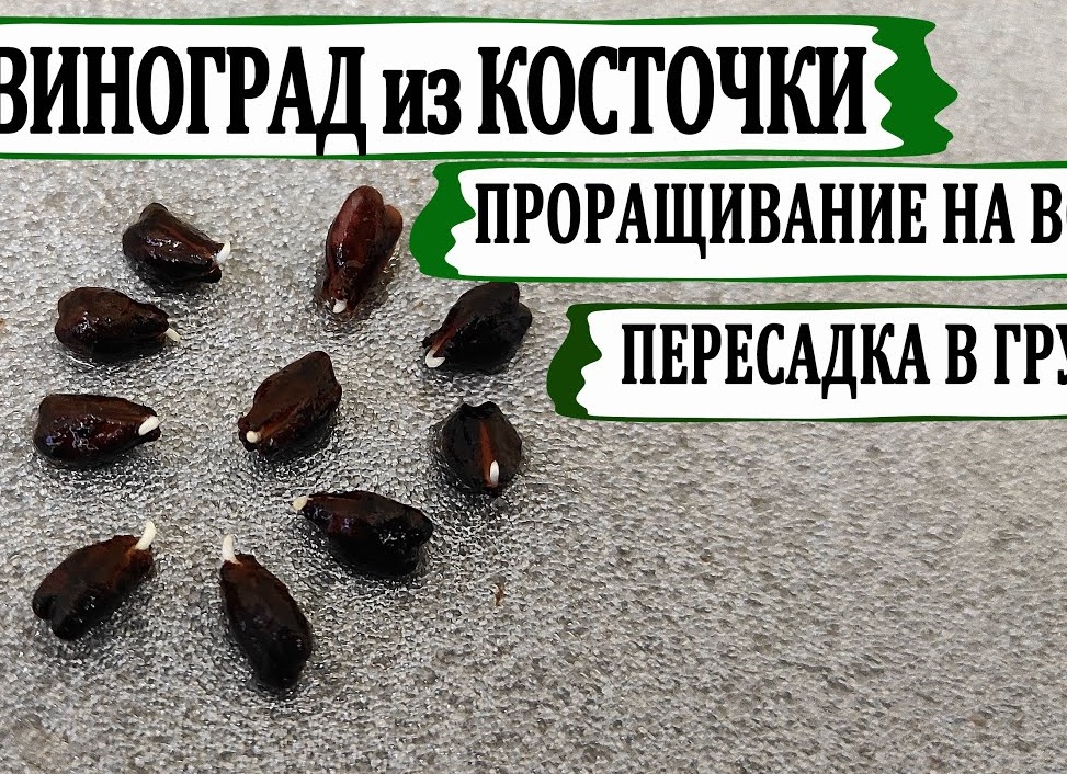Как вырастить виноград из семян