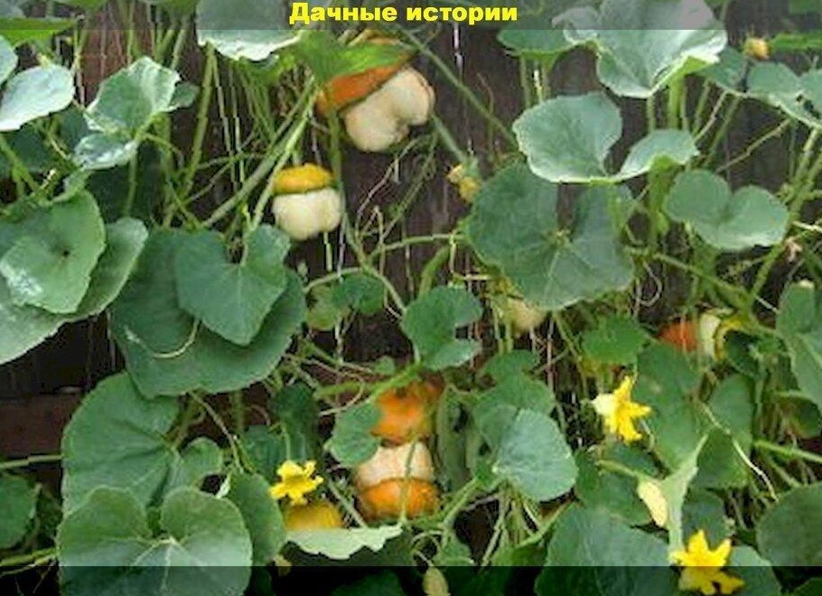 Тыква без рассады: нехлопотный способ получения урожая. Как сажать тыкву в открытый грунт.