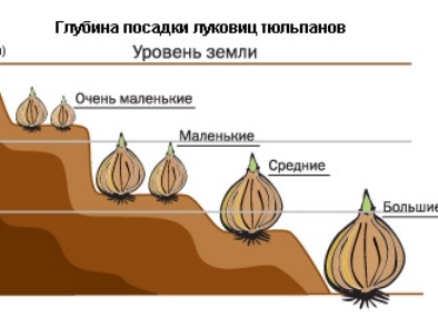 Тюльпаны: когда и как сажать луковицы весной. Когда и как сажать тюльпаны.