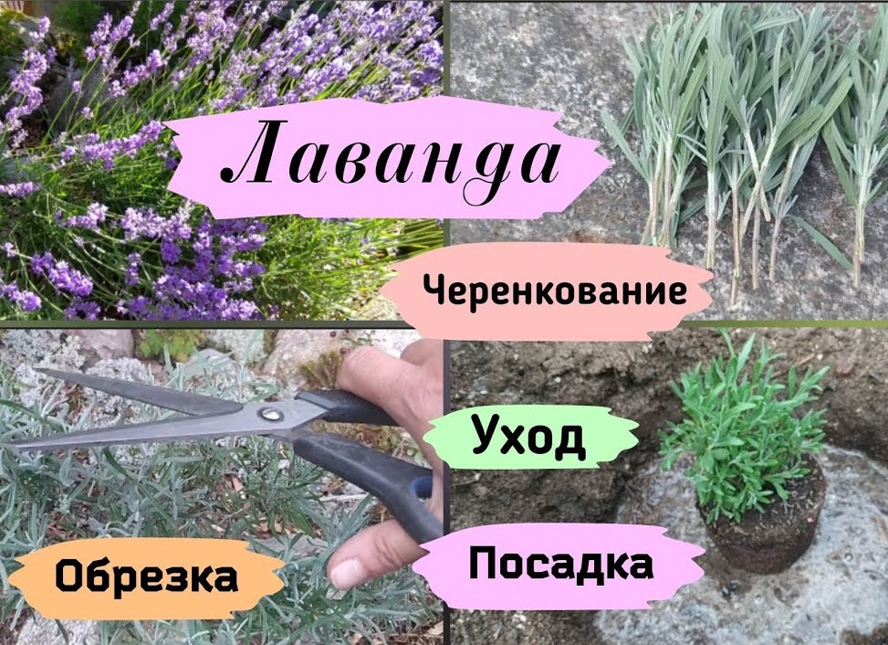 Лаванда: посадка и уход в Подмосковье, особенности зимовки, фото