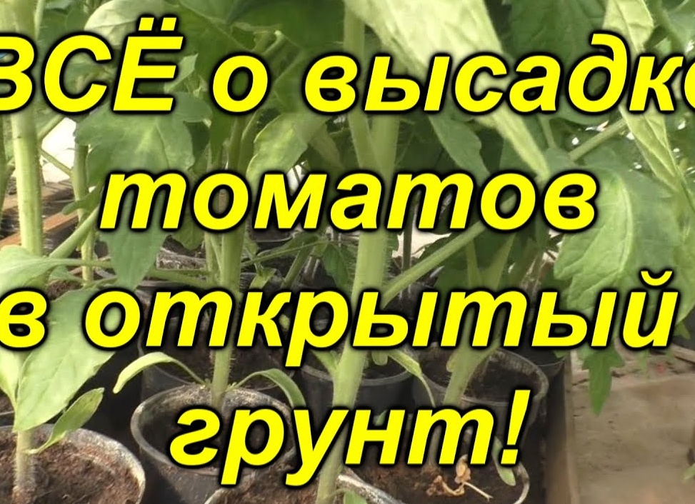 Высаживаем помидоры в открытый грунт: полезные советы