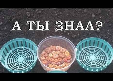 Как сажать гладиолусы, чтобы они не падали. Как сажать гладиолусы чтобы они не падали.
