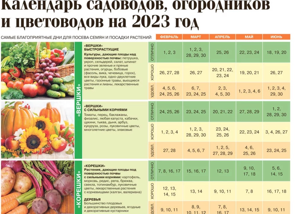 Когда сажать рассаду помидоров в 2023 году по лунному календарю. Когда сажать помидоры в теплицу.