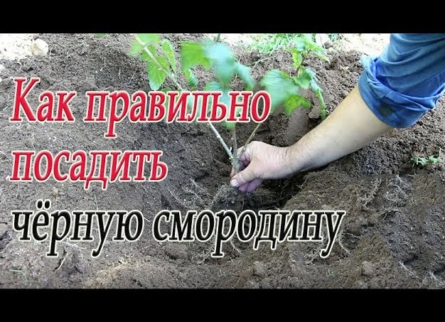 Когда и как пересаживать смородину правильно, отличия весенней и осенней пересадки. Когда пересаживать черную смородину.