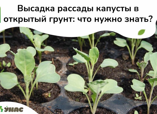 Высадка рассады капусты в открытый грунт. Как сажать капусту в открытый грунт. Высадка рассады капусты в открытый грунт. Как сажать капусту в открытый грунт.