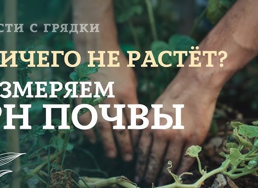 Кислотность почвы: определяем и регулируем