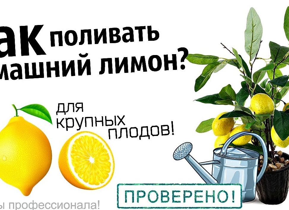 Чем и как правильно подкормить лимон в домашних условиях. Чем подкормить лимон в домашних условиях.