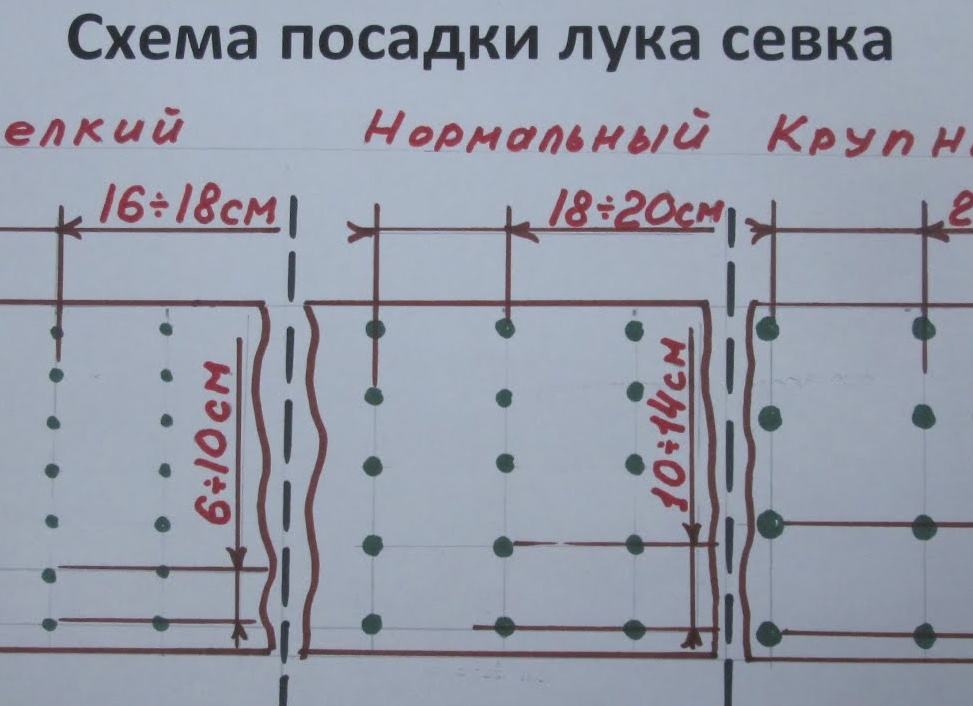 Правила посадки лука на репку под зиму. Как сажать лук под зиму.