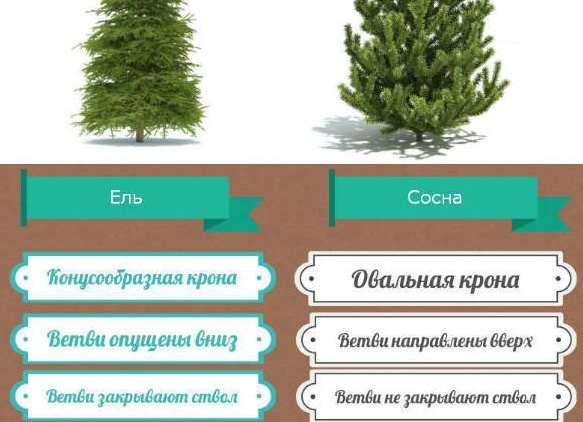 Отличие ели от елки