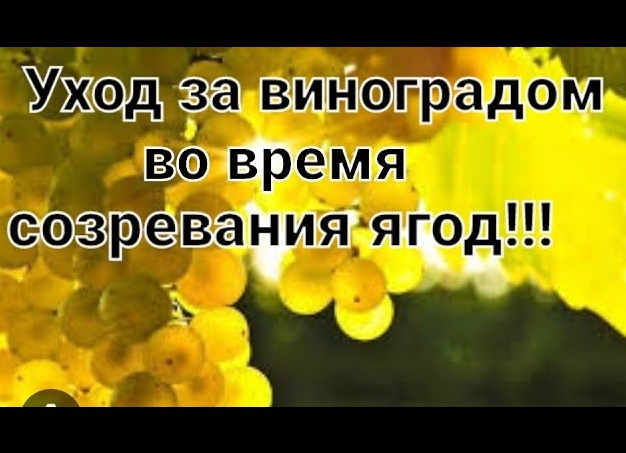 Уход за виноградом в период цветения. Как цветет виноград фото.