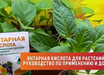 Как применять янтарную кислоту для рассады