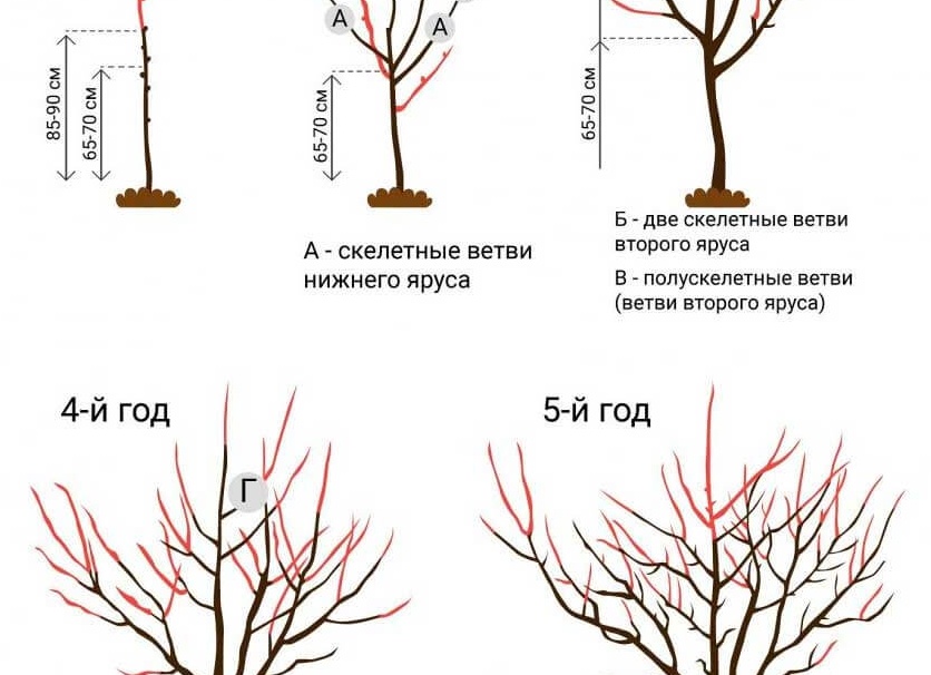 КАК ОБРЕЗАТЬ ГРУШУ ПРАВИЛЬНО