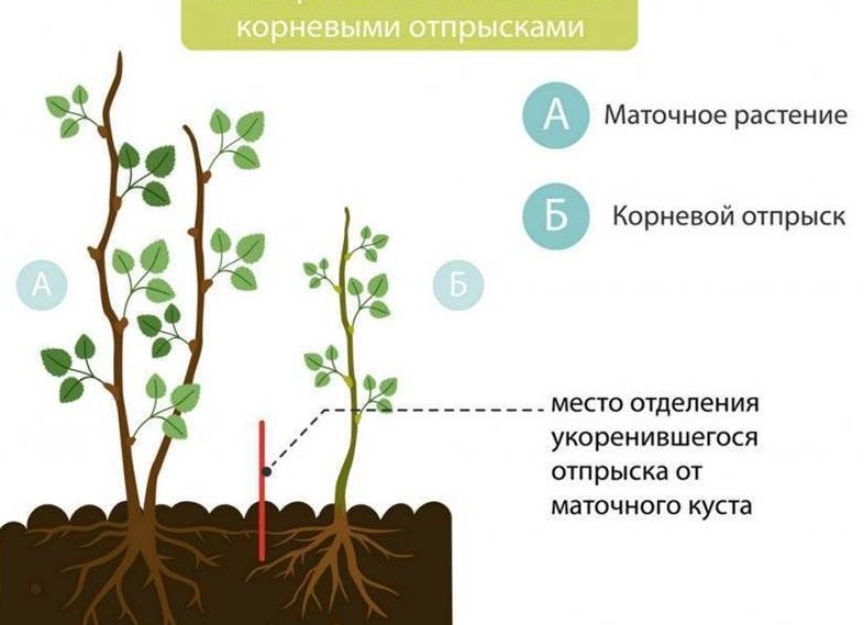 Пересаживаем малину весной на новое место. Когда пересаживать малину на новое место.