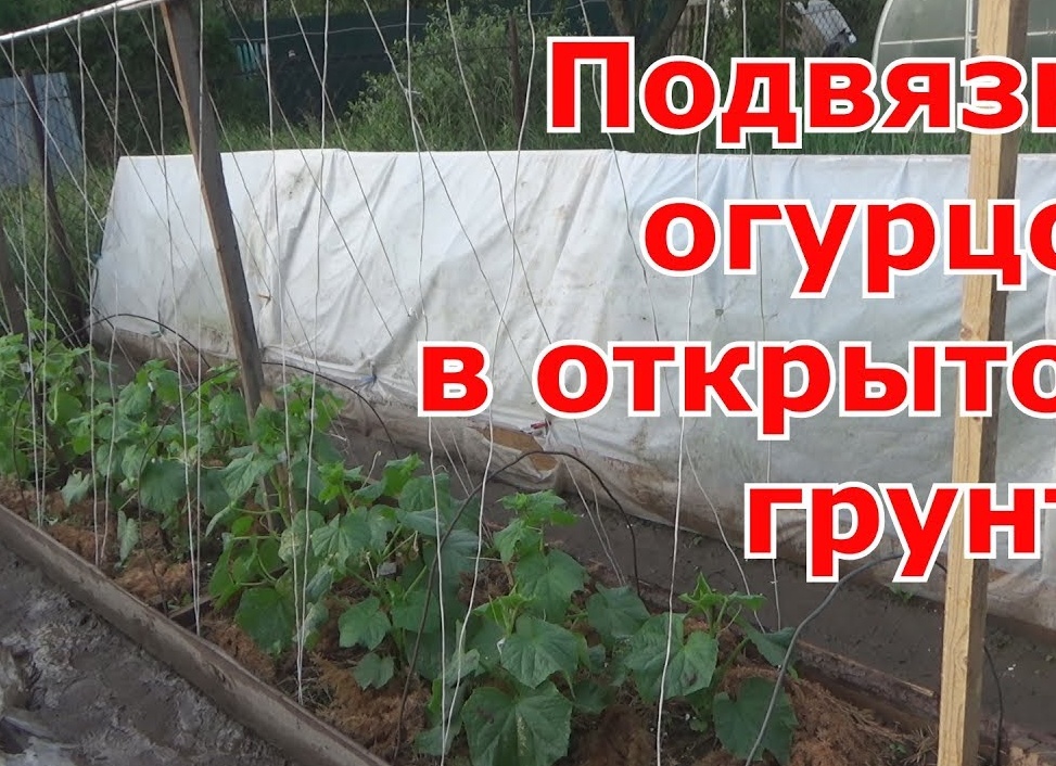 Как подвязывать огурцы в открытом грунте