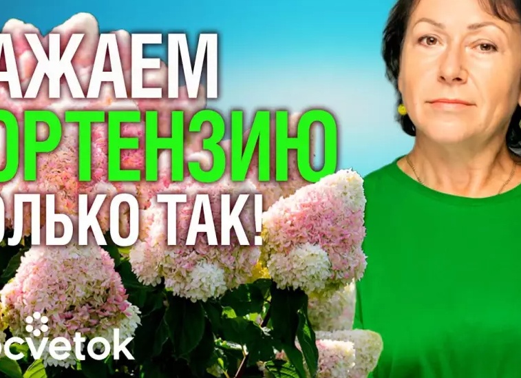 Обрезка гортензии осенью: секреты красивого и здорового цветения