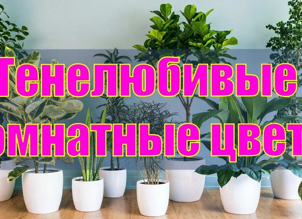 Тенелюбивые комнатные растения. Цветы которые любят тень.