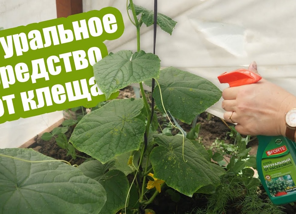 Как бороться с паутинным клещом? Как распознать и уничтожить вредителя
