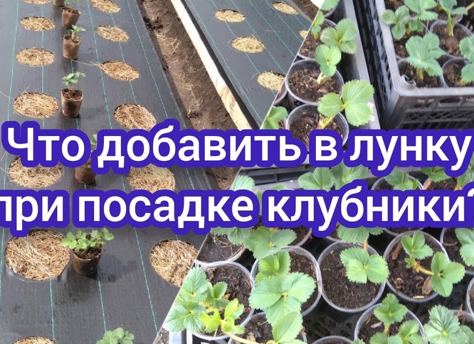 Что добавить в лунку при посадке капусты