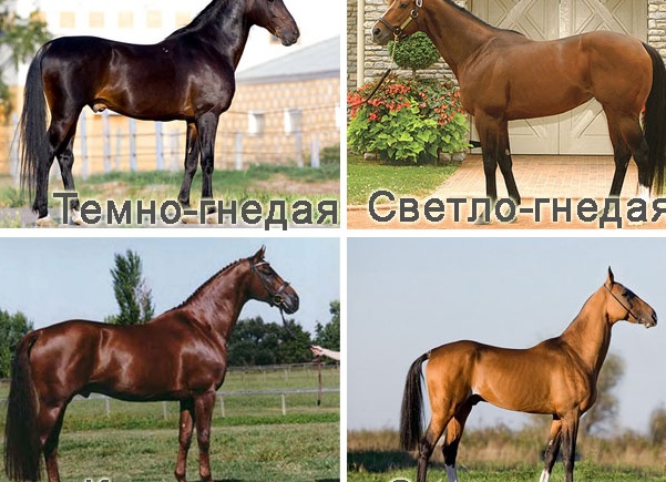 Масти лошадей: фото, описания и названия