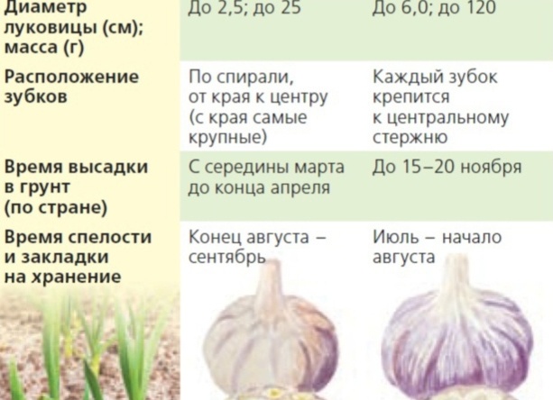 Как распознать чеснок яровой и озимый: отличия сортов по внешним признакам, вкусу и другим характеристикам. Чем отличается озимый чеснок от ярового. Как распознать чеснок яровой и озимый: отличия сортов по внешним признакам, вкусу и другим характеристикам. Чем отличается озимый чеснок от ярового.