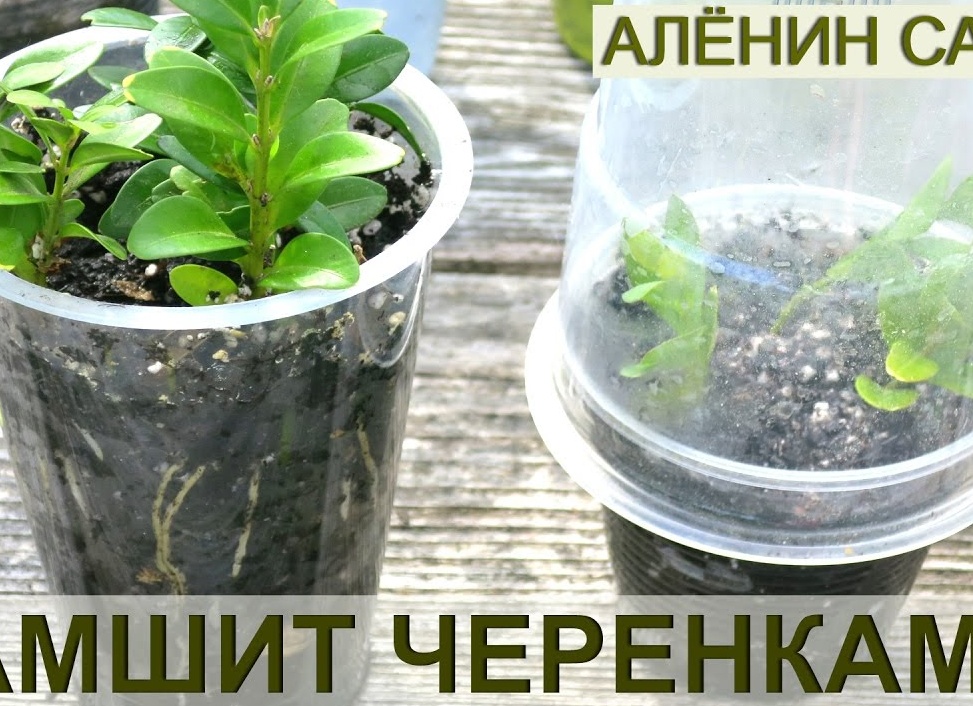 Как правильно размножить самшит. Как размножить самшит быстрый и легкий способ.