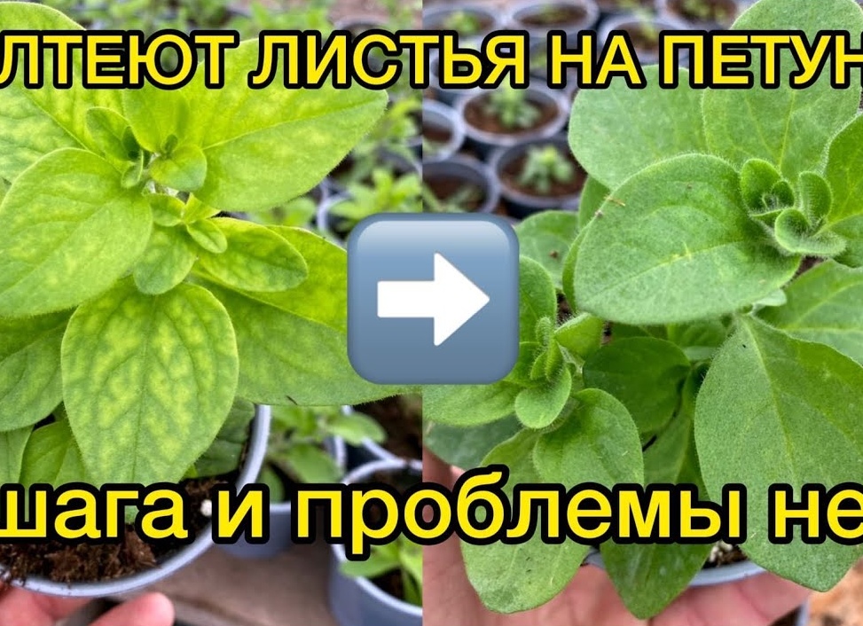 Хлороз петунии и его лечение